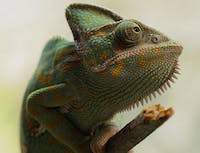 picture of chameleon