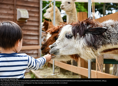 picture of child feeding alpaca