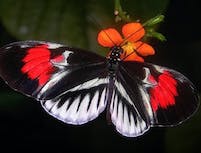 picture of butterfly