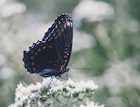 picture of butterfly