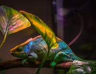 picture of chameleon