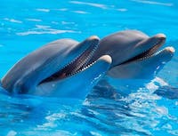 picture of dolphin