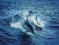 picture of dolphin