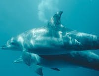 picture of dolphin