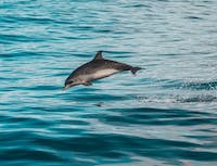 picture of dolphin