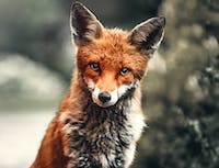 picture of fox