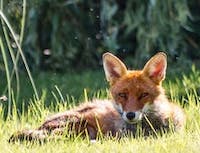 picture of fox