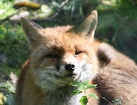 picture of fox