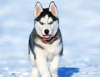 picture of husky