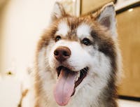 picture of husky