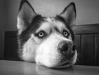 picture of husky