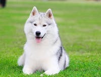 picture of husky