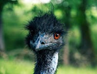 picture of ostrich