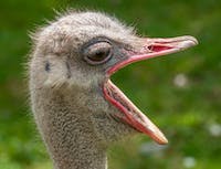 picture of ostrich