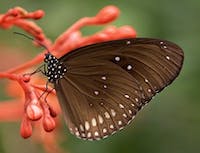 picture of butterfly