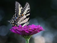 picture of butterfly