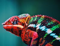 picture of chameleon