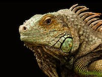 picture of chameleon