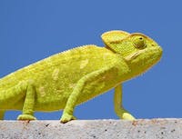 picture of chameleon