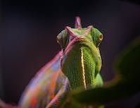 picture of chameleon