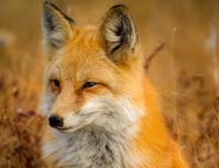 picture of fox