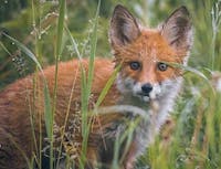 picture of fox