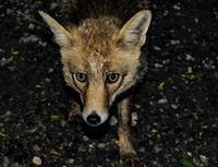 picture of fox