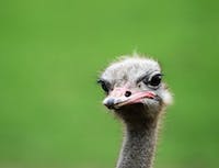 picture of ostrich