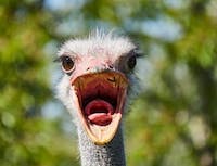 picture of ostrich