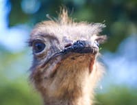 picture of ostrich