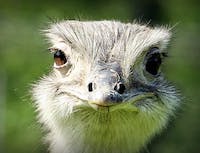 picture of ostrich